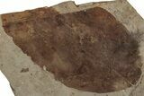 Fossil Leaf (Alnus) Plate - McAbee Fossil Beds, BC #224894-1